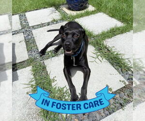 Mutt Dogs for adoption in Tallahassee, FL, USA