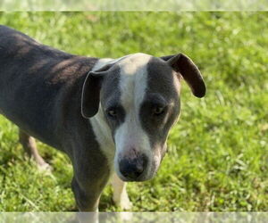 American Pit Bull Terrier Dogs for adoption in Tulsa, OK, USA