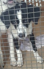 Border Collie Dogs for adoption in Baileyton, AL, USA