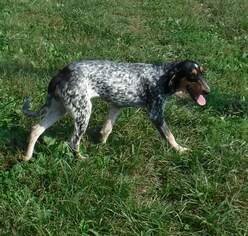 Small Beagle-Bluetick Coonhound Mix