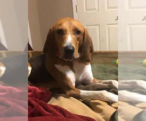 Treeing Walker Coonhound Dogs for adoption in Candler, NC, USA