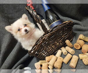 Pomimo Dogs for adoption in Princeton, MN, USA