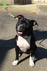Bullboxer Pit Dogs for adoption in Sonora, CA, USA