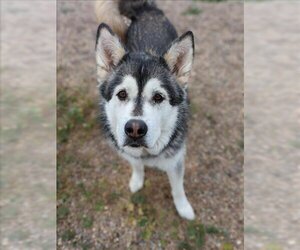 Alaskan Malamute Dogs for adoption in Fruit Heights, UT, USA