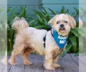 Shih Tzu Dogs for adoption in Pacific Grove, CA, USA