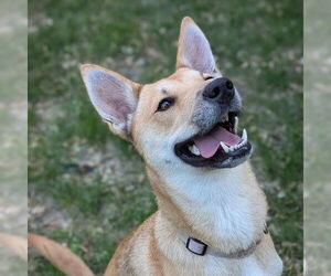 Mutt Dogs for adoption in Fargo, ND, USA
