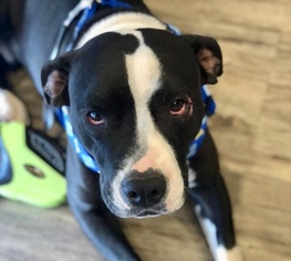 Bullypit Dogs for adoption in Brownsboro, AL, USA