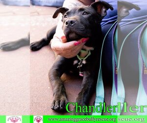 American Staffordshire Terrier-Unknown Mix Dogs for adoption in Pensacola, FL, USA