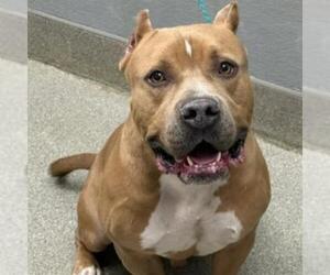 Mutt Dogs for adoption in Las Vegas, NV, USA