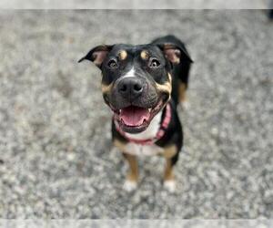 American Bulldog-Unknown Mix Dogs for adoption in Santa Rosa, CA, USA