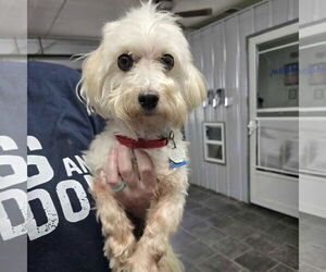 Maltese-Unknown Mix Dogs for adoption in Batavia, OH, USA