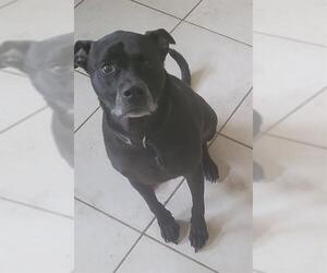 Labrador Retriever Dogs for adoption in Fort Lauderdale, FL, USA