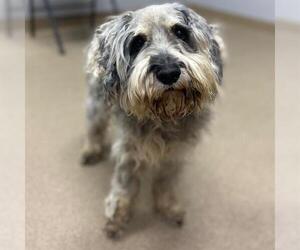 Cocker Spaniel-Unknown Mix Dogs for adoption in Aurora, CO, USA