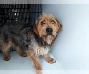 Bearded Collie Dogs for adoption in Houston, TX, USA