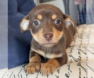 Chiweenie Dogs for adoption in San Diego, CA, USA