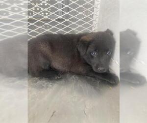 American Pit Bull Terrier Dogs for adoption in Bakersfield, CA, USA