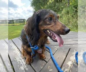 Dachshund Dogs for adoption in Park Falls, WI, USA