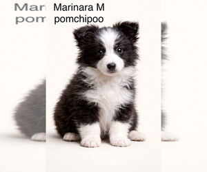 Pom-A-Poo Dogs for adoption in Studio City, CA, USA