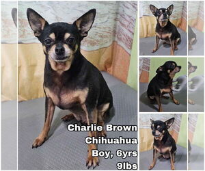 Chihuahua Dogs for adoption in Seattle, WA, USA