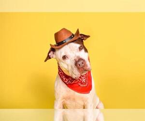 American Staffordshire Terrier Dogs for adoption in Fort Lauderdale, FL, USA