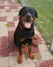 Rottweiler Dogs for adoption in Fargo, ND, USA