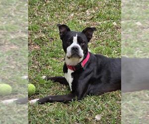 American Staffordshire Terrier-Boxer Mix Dogs for adoption in San Antonio, TX, USA