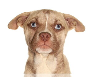 French Bulldog-Siberian Husky Mix Dogs for adoption in Oakland Park, FL, USA