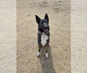 Siberian Husky-Unknown Mix Dogs for adoption in Maquoketa, IA, USA