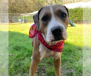 Bogle Dogs for adoption in Gainesville, FL, USA