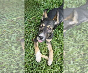 German Shepherd Dog-Unknown Mix Dogs for adoption in Lakewood, CO, USA