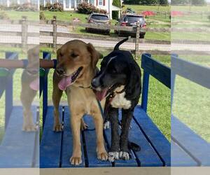Golden Retriever-Unknown Mix Dogs for adoption in Unionville, PA, USA
