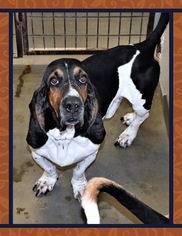 Basset Hound Dogs for adoption in San Jacinto, CA, USA