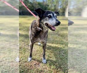Black Mouth Cur-German Shepherd Dog Mix Dogs for adoption in Naples, FL, USA