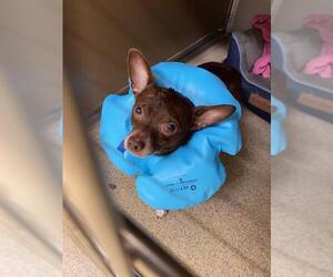 Chihuahua Dogs for adoption in Virginia Beach, VA, USA