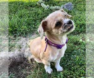 Pekingese Dogs for adoption in Sparta, IL, USA