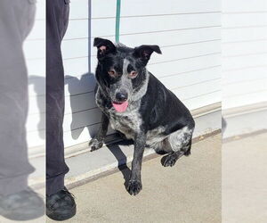 Mutt Dogs for adoption in Louisville, KY, USA