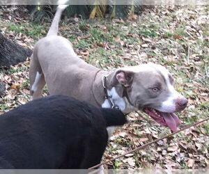 American Pit Bull Terrier Dogs for adoption in Ocala, FL, USA