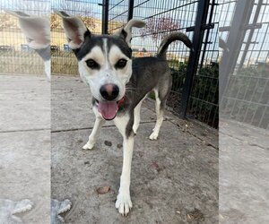 Huskies -Unknown Mix Dogs for adoption in Elk Grove, CA, USA