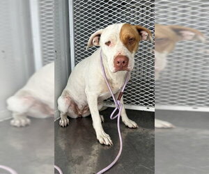 Mutt Dogs for adoption in Bakersfield, CA, USA