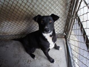 Borador Dogs for adoption in Cary, NC, USA