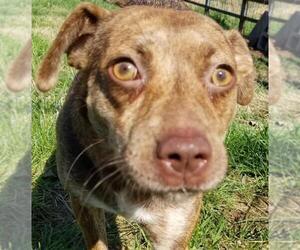 Sheprador Dogs for adoption in Maryville, TN, USA