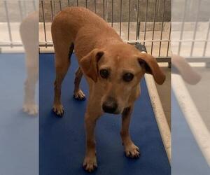 Affenpinscher Dogs for adoption in Highland Village, TX, USA