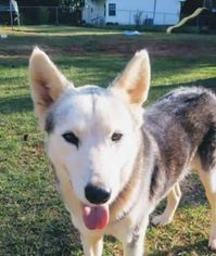 Medium Photo #1 Alaskan Husky-Unknown Mix Puppy For Sale in Peachtree City, GA, USA
