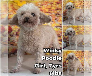Poodle (Toy) Dogs for adoption in Seattle, WA, USA