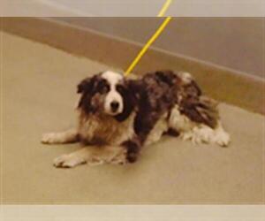 Border Collie-Unknown Mix Dogs for adoption in Las Vegas, NV, USA