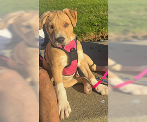 American Bulldog Dogs for adoption in Salinas, CA, USA