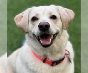 Labrador Retriever-Unknown Mix Dogs for adoption in San Diego, CA, USA