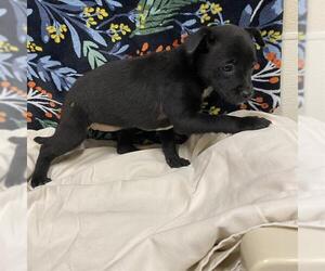 Labrador Retriever-Unknown Mix Dogs for adoption in Modesto, CA, USA