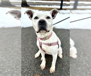 American Staffordshire Terrier Dogs for adoption in Lawrenceville, NJ, USA