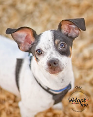 Mutt Dogs for adoption in Fountain Hills, AZ, USA